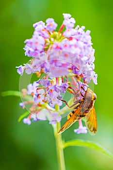 Volucella zonaria, hornet mimic hoverfly, feeding on purple Buddleja davidii