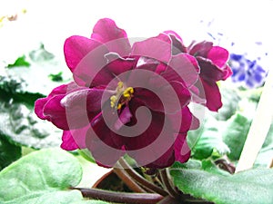 Voluminous wavy flower dark red exhilarating on light background