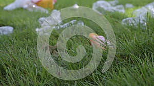Volunteer is cleaning garbage in public park. Woman hand picking up plastic bottle from the grass, environmental pollution