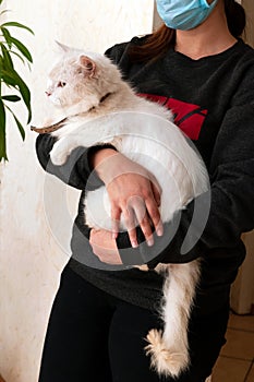 Volunteer holding cute white furry cat with collar in shelter