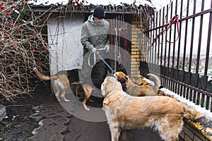 volunteer man spending time with dogs at the shelter in the cold weather