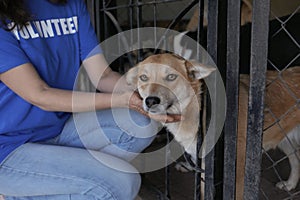 Volunteer near dog cage in animal shelter, closeup