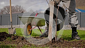 Volunteer planting tree and watering. Process of watering young tree seedlings into fertile soil. Farmer pours water