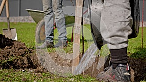 Volunteer planting tree and watering. Process of watering young tree seedlings into fertile soil. Farmer pours water