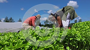 Volunteer work on ecological farm crops.