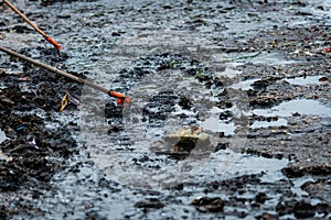 Volunteers use the rake to sweep the trash out of the sea. à¸ºBeach cleaner collecting garbage on the sea beach.