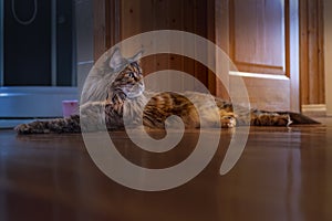 Voluptuous big furry Maine Coon cat lies stretched out on the wooden floor