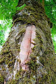 Voluptuous Tree Bark & Moss