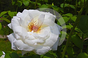 Voluptuous white rose on a background of green leaves.