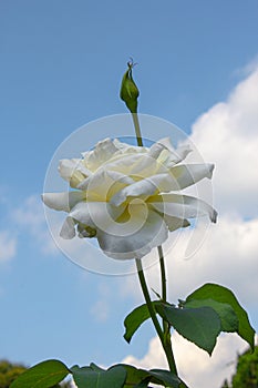 Voluptuous white rose with green leaves.