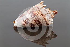 Voluta Imperialis Seashell with Reflection photo