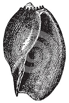 Volute or Voluta aethiopica, vintage engraving photo