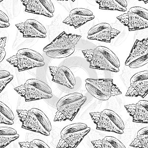 Volutidae, common name volutes, are a taxonomic family of predatory sea snails. Sketch black contour isolated on white background photo