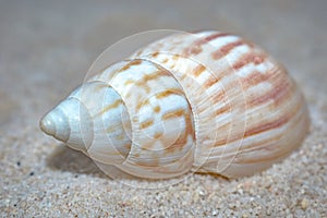 Volutidae Volutes seashell in sand