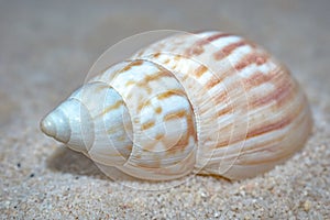 Volutidae Volutes seashell in sand photo