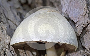 Volvariella bombycina, commonly known as the silky rosegill is a species of edible mushroom in the family Pluteaceae
