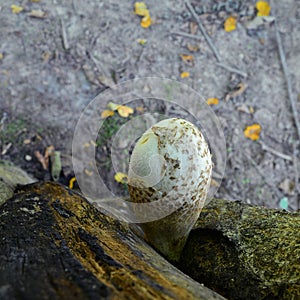 Volvariella bombycina mushroom