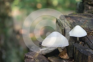 Volvariella bombycina mushroom on tree tunk macro