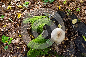 Volvariella gloiocephala is alsno known as big sheath mushroom, rose-gilled grisette or stubble rosegill