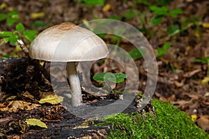 Volvariella gloiocephala is alsno known as big sheath mushroom, rose-gilled grisette or stubble rosegill