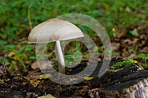 Volvariella gloiocephala is alsno known as big sheath mushroom, rose-gilled grisette or stubble rosegill