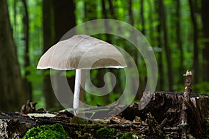 Volvariella gloiocephala is alsno known as big sheath mushroom, rose-gilled grisette or stubble rosegill