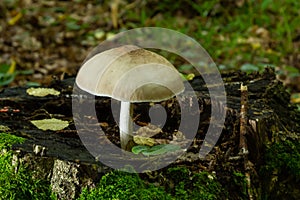 Volvariella gloiocephala is alsno known as big sheath mushroom, rose-gilled grisette or stubble rosegill