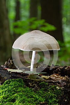 Volvariella gloiocephala is alsno known as big sheath mushroom, rose-gilled grisette or stubble rosegill