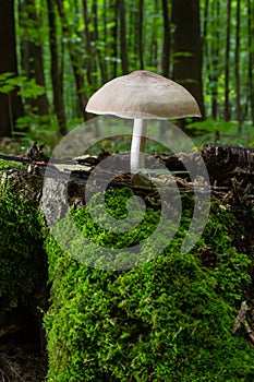 Volvariella gloiocephala is alsno known as big sheath mushroom, rose-gilled grisette or stubble rosegill