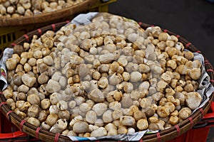 Volvariella mushroom