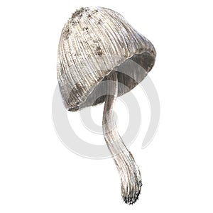 Volvariella silky watercolor illustration. Hand drawing isolated on white background.