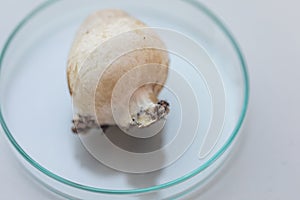 Volvariella volvacea also known as paddy straw mushroom or straw mushroom