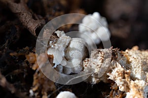 Volvariella volvacea mushroom grow from cultivation.