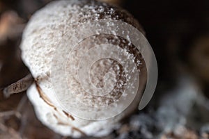 Volvariella volvacea mushroom grow from cultivation.