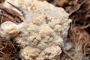 Volvariella volvacea mushroom grow from cultivation.
