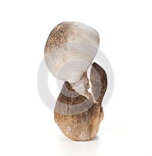 Volvariella volvacea,mushrooms isolated on white background with clipping path