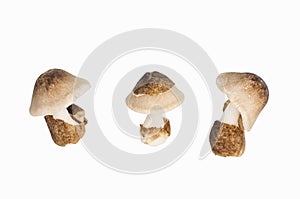 Volvariella volvacea, Straw Mushroom on white background, clipping path included