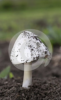 Volvopluteus gloiocephalus, commonly known as the big sheath mushroom, rose-gilled grisette, or stubble rosegil