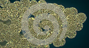 Volvox Algae Colony Microscopic View