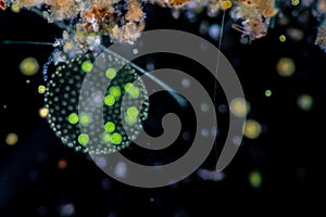 Volvox in drop of water under the microscope.