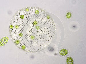 Volvox is genus of chlorophyte green algae