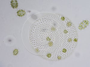 Volvox is genus of chlorophyte green algae photo