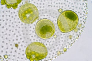 Volvox is a polyphyletic genus of chlorophyte green algae or phytoplankton. photo