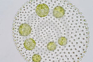 Volvox is a polyphyletic genus of chlorophyte green algae or phytoplankton.