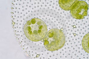 Volvox is a polyphyletic genus of chlorophyte green algae or phytoplankton.