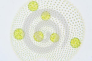 Volvox is a polyphyletic genus of chlorophyte green algae or phytoplankton