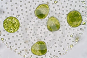 Volvox is a polyphyletic genus of chlorophyte green algae or phytoplankton photo