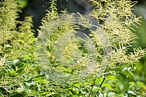 Volzhanka ordinary, or Aruncus dioicus grows and blooms in the garden in summer. Natural background