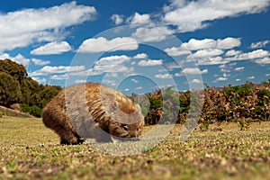 Vombatus ursinus - Common Wombat