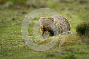 Vombatus ursinus - Common Wombat